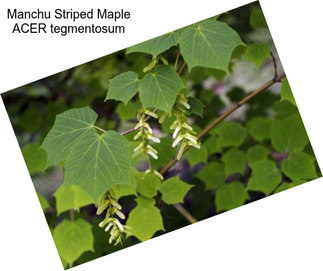 Manchu Striped Maple ACER tegmentosum