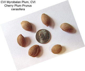 CVI Myrobalan Plum, CVI Cherry Plum Prunus cerasifera