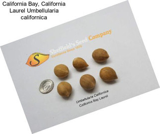California Bay, California Laurel Umbellularia californica
