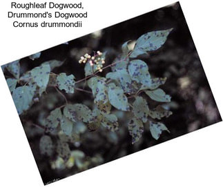 Roughleaf Dogwood, Drummond\'s Dogwood Cornus drummondii