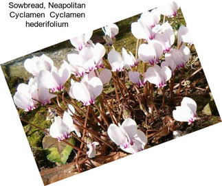 Sowbread, Neapolitan Cyclamen  Cyclamen hederifolium