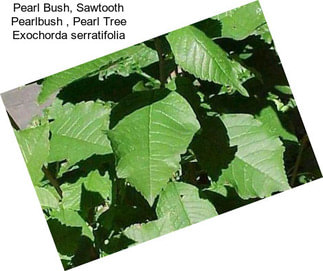 Pearl Bush, Sawtooth Pearlbush , Pearl Tree Exochorda serratifolia