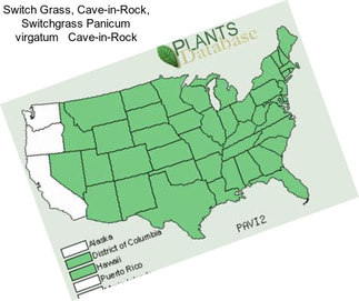 Switch Grass, Cave-in-Rock, Switchgrass Panicum virgatum   Cave-in-Rock