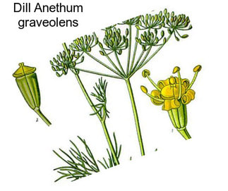 Dill Anethum graveolens