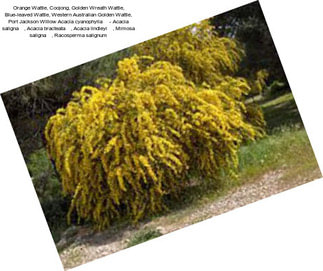 Orange Wattle, Coojong, Golden Wreath Wattle, Blue-leaved Wattle, Western Australian Golden Wattle, Port Jackson Willow Acacia cyanophylla     - Acacia saligna    , Acacia bracteata    , Acacia lindleyi    , Mimosa saligna    , Racosperma salignum