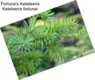 Fortune\'s Keteleeria Keteleeria fortunei