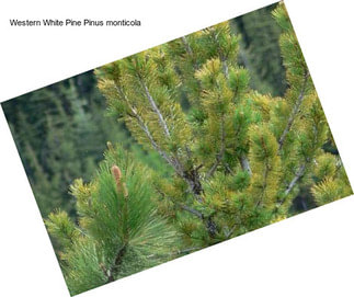 Western White Pine Pinus monticola