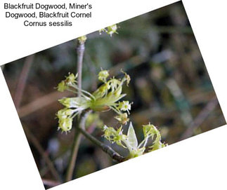 Blackfruit Dogwood, Miner\'s Dogwood, Blackfruit Cornel Cornus sessilis