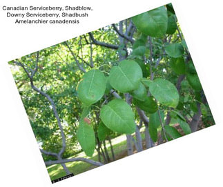 Canadian Serviceberry, Shadblow, Downy Serviceberry, Shadbush Amelanchier canadensis