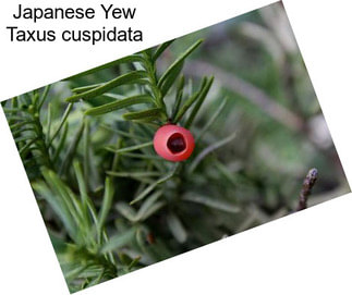 Japanese Yew Taxus cuspidata