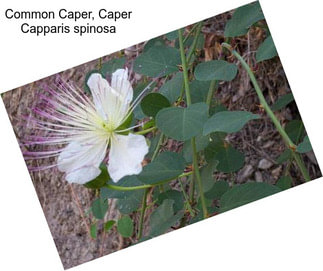 Common Caper, Caper Capparis spinosa