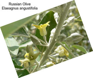 Russian Olive Elaeagnus angustifolia