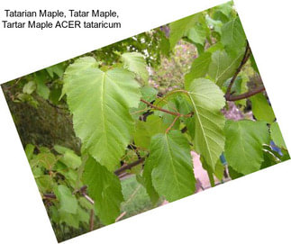 Tatarian Maple, Tatar Maple, Tartar Maple ACER tataricum