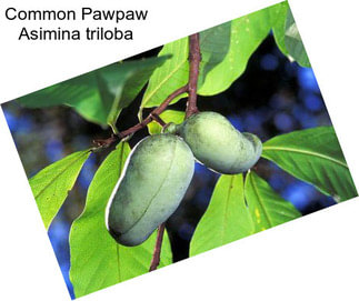 Common Pawpaw Asimina triloba