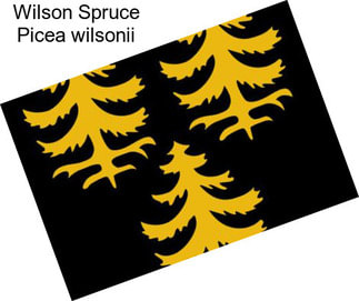 Wilson Spruce Picea wilsonii