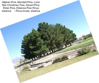 Afghan Pine, Mondell Pine, Lone Star Christmas Tree, Desert Pine, Elder Pine, Eldarica Pine Pinus eldarica     - Pinus brutia  eldarica