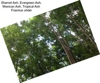 Shamel Ash, Evergreen Ash, Mexican Ash, Tropical Ash Fraxinus uhdei