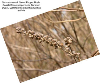 Summer-sweet, Sweet Pepper Bush, Coastal Sweetpepperbush, Summer Sweet, Summersweet Clethra Clethra alnifolia