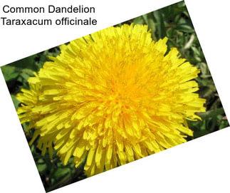 Common Dandelion Taraxacum officinale