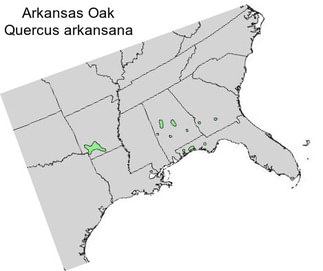 Arkansas Oak Quercus arkansana