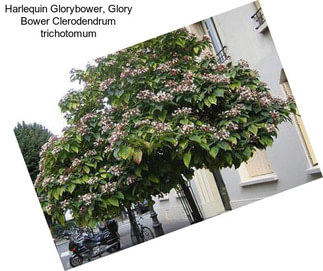 Harlequin Glorybower, Glory Bower Clerodendrum trichotomum