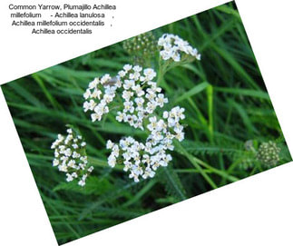 Common Yarrow, Plumajillo Achillea millefolium     - Achillea lanulosa    , Achillea millefolium occidentalis   , Achillea occidentalis