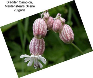Bladder Campion, Maidenstears Silene vulgaris