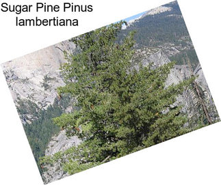 Sugar Pine Pinus lambertiana