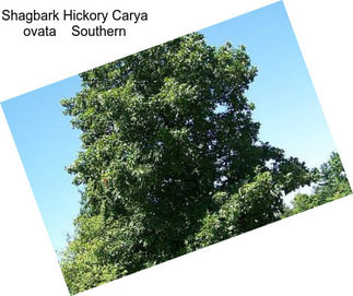 Shagbark Hickory Carya ovata    Southern