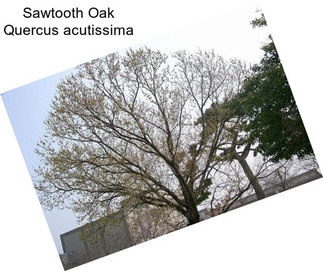 Sawtooth Oak Quercus acutissima