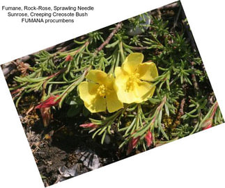 Fumane, Rock-Rose, Sprawling Needle Sunrose, Creeping Creosote Bush FUMANA procumbens