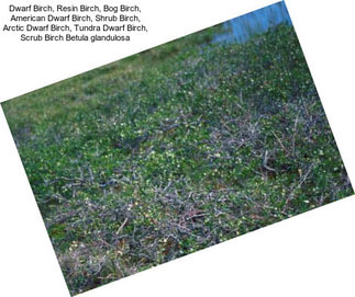 Dwarf Birch, Resin Birch, Bog Birch, American Dwarf Birch, Shrub Birch, Arctic Dwarf Birch, Tundra Dwarf Birch, Scrub Birch Betula glandulosa