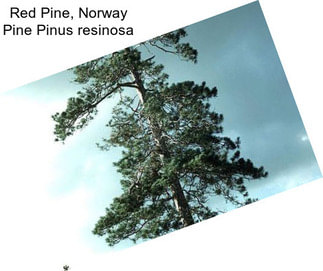 Red Pine, Norway Pine Pinus resinosa