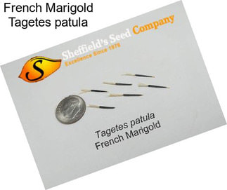 French Marigold Tagetes patula