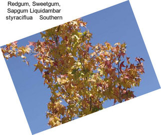 Redgum, Sweetgum, Sapgum Liquidambar styraciflua    Southern