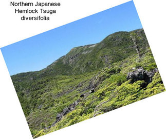 Northern Japanese Hemlock Tsuga diversifolia