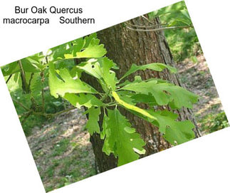 Bur Oak Quercus macrocarpa    Southern