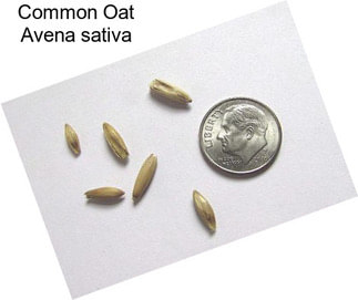 Common Oat Avena sativa