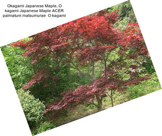 Okagami Japanese Maple, O kagami Japanese Maple ACER palmatum matsumurae  O kagami