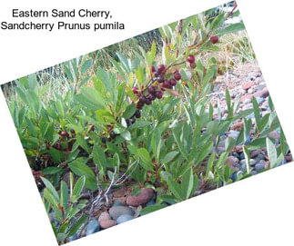 Eastern Sand Cherry, Sandcherry Prunus pumila