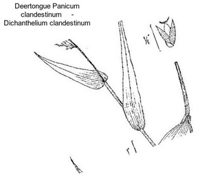 Deertongue Panicum clandestinum     - Dichanthelium clandestinum