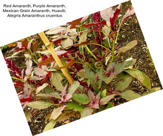 Red Amaranth, Purple Amaranth, Mexican Grain Amaranth, Huautli, Alegria Amaranthus cruentus