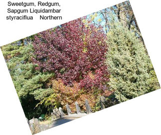 Sweetgum, Redgum, Sapgum Liquidambar styraciflua    Northern