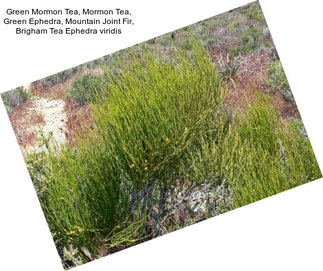 Green Mormon Tea, Mormon Tea, Green Ephedra, Mountain Joint Fir, Brigham Tea Ephedra viridis