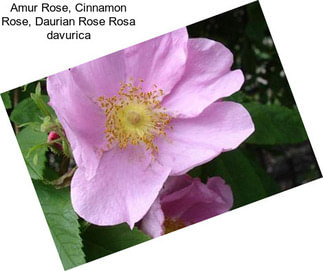 Amur Rose, Cinnamon Rose, Daurian Rose Rosa davurica