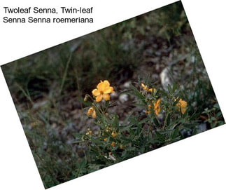 Twoleaf Senna, Twin-leaf Senna Senna roemeriana