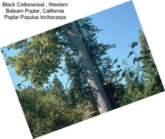 Black Cottonwood , Western Balsam Poplar, California Poplar Populus trichocarpa