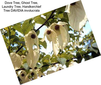 Dove Tree, Ghost Tree, Laundry Tree, Handkerchief Tree DAVIDIA involucrata