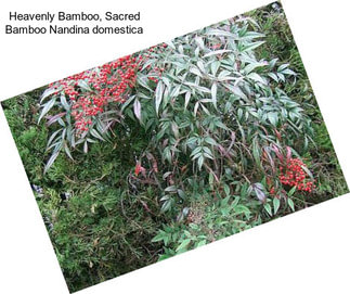 Heavenly Bamboo, Sacred Bamboo Nandina domestica