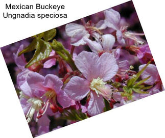 Mexican Buckeye Ungnadia speciosa